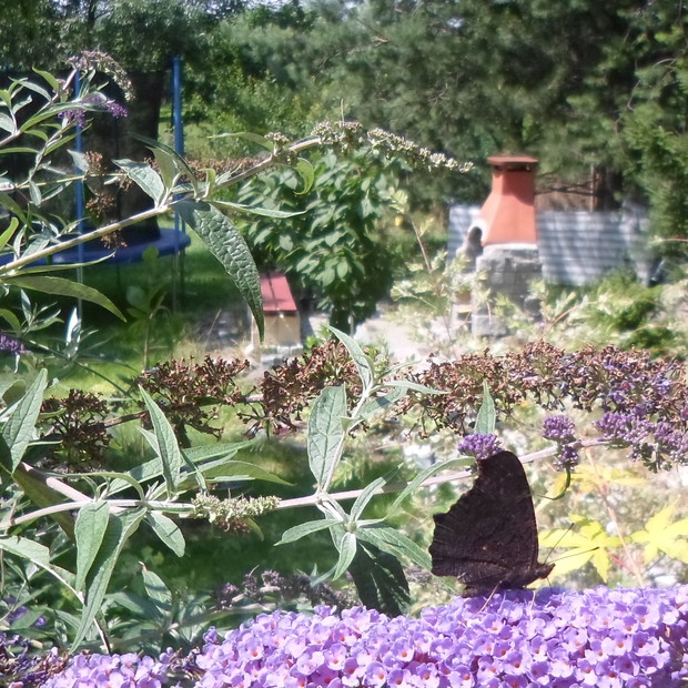"Budleja Dawida" w moim ogrodzie zachwyca swym kwiatem i nie tylko = przyciąga do siebie tysiące motyli w przeróżnych kolorach.
