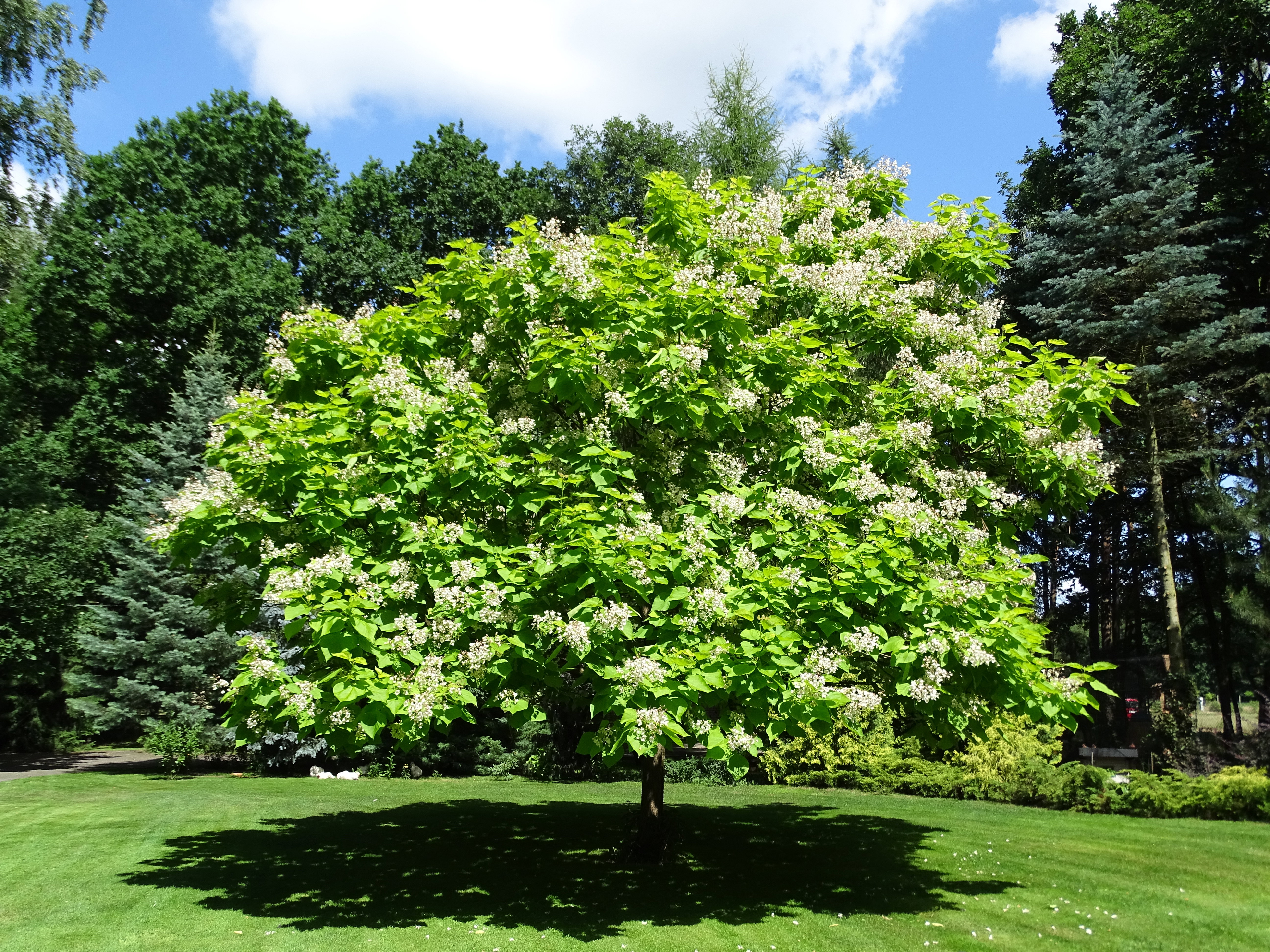 Centralny punkt ogrodu - żółta katalpa