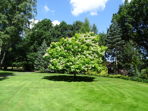 Centralny punkt ogrodu - żółta katalpa