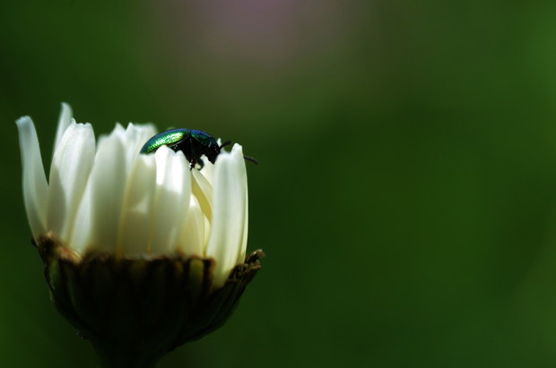 Chrząszcz (zdj.: Fotolia.com)