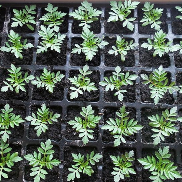 Coroczne wysiewy aksamitkowo