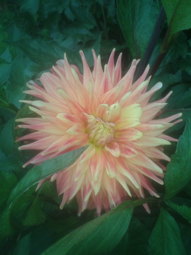 Cudowna kolejna dalia 