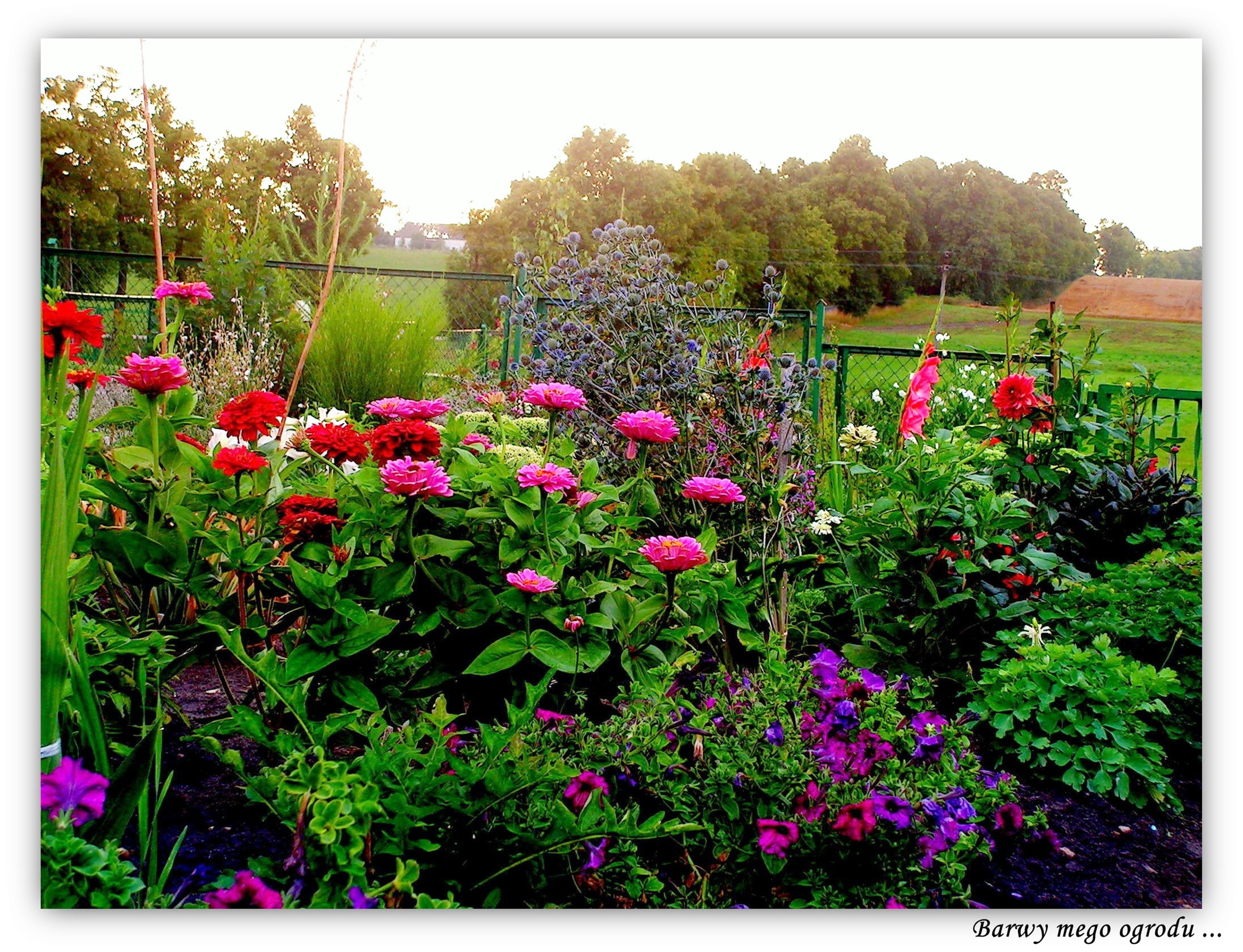 Cynie,dalie,mieczyki,petunie ...