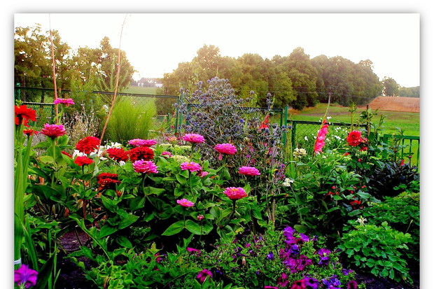 Cynie,dalie,mieczyki,petunie ...