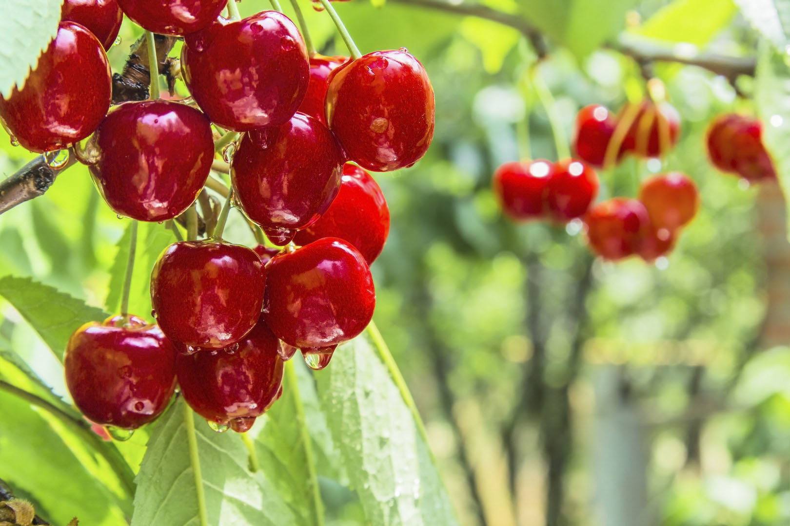 Czereśnie (zdj.: Fotolia.com)