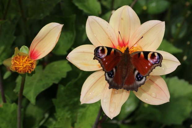 Część roślin sadzimy już z myślą o motylach, trzmielach, pszczołach i innych bzykach