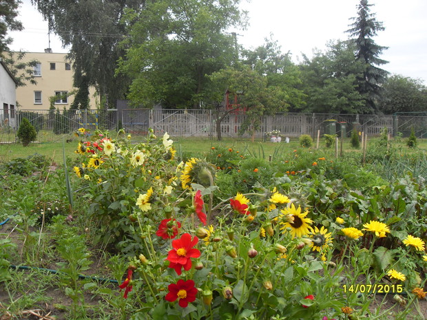 Dalie i słoneczniki