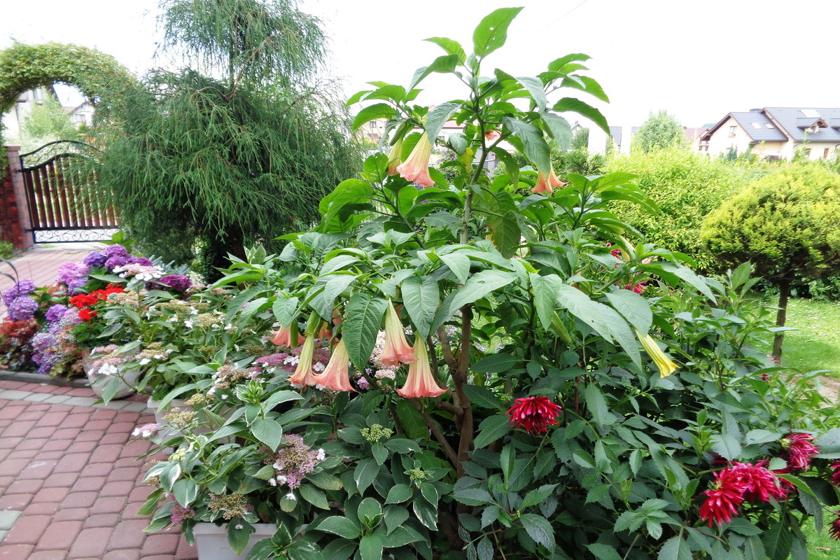 Datura