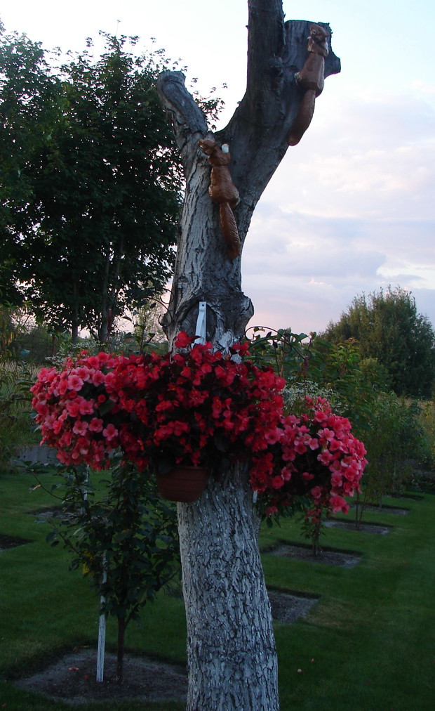 Dekoracja , na scietym starym orzechu