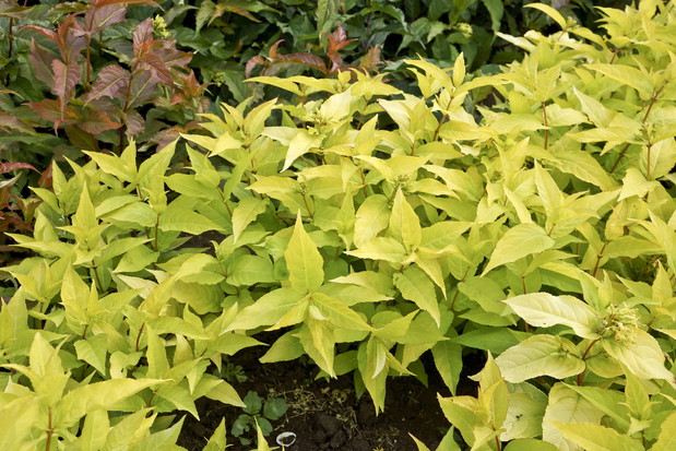Diervilla rivularis