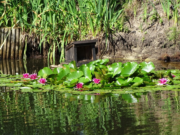 Domek lęgowy dla dzikich kaczek