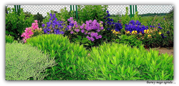 Dzwonki,wiesiołki,zatrwian i marcinki