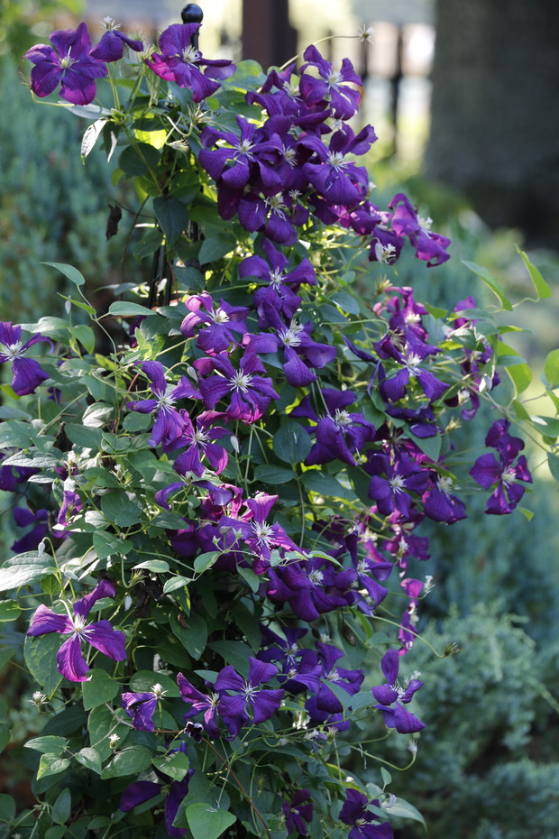 Efekt łagodnej zimy wprowadził nas w zachwyt