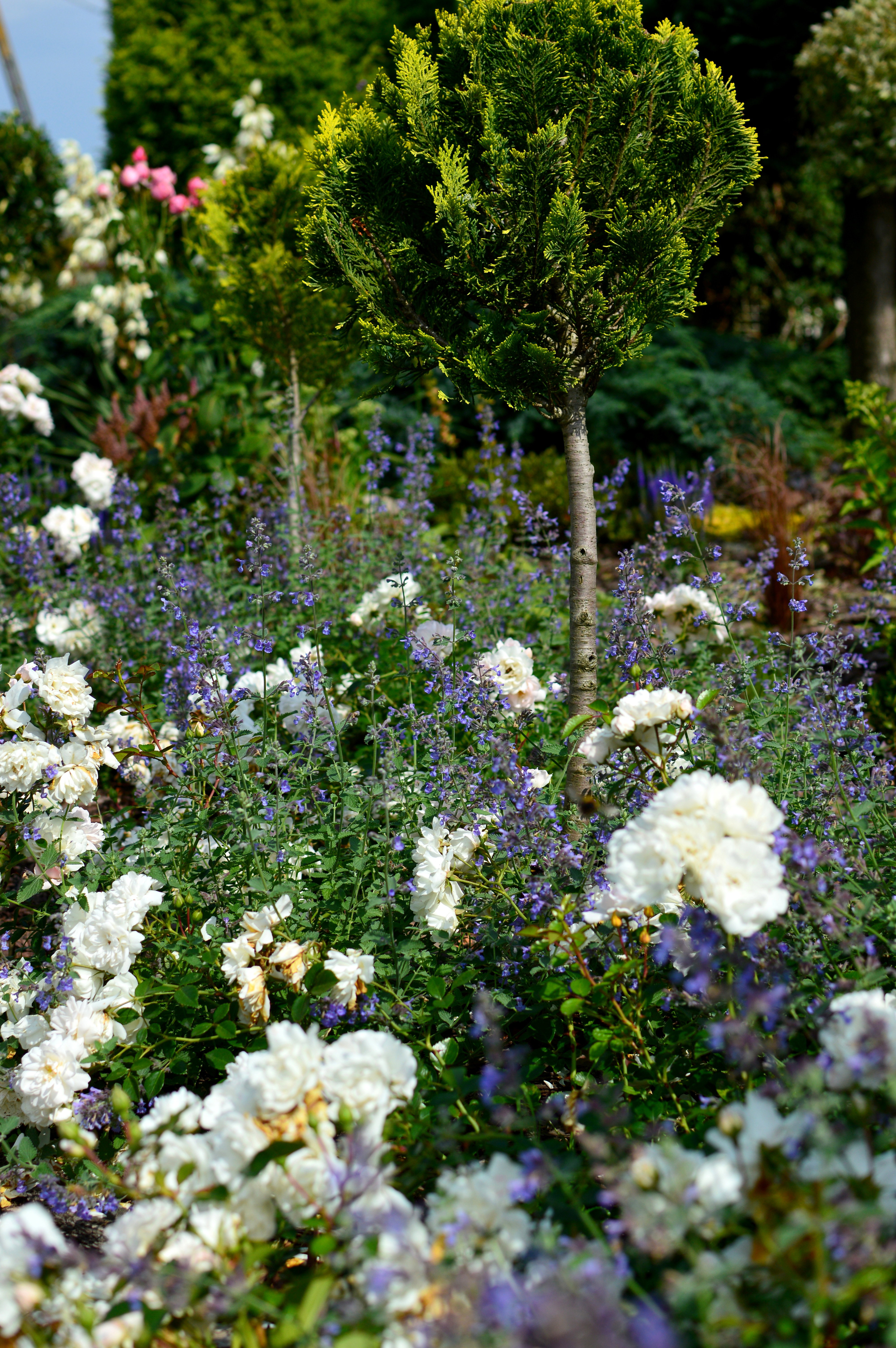 Elegantki z kocimiętkowej pianki.