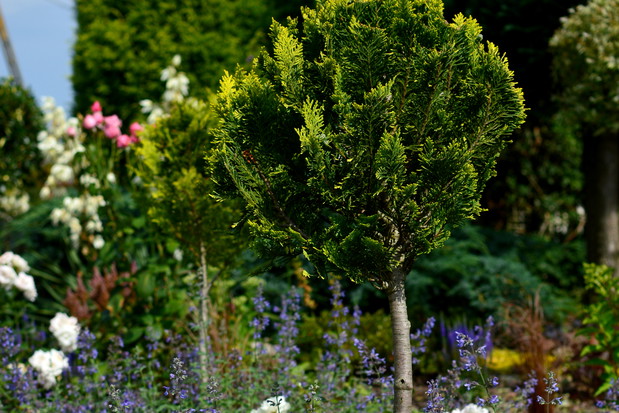 Elegantki z kocimiętkowej pianki.