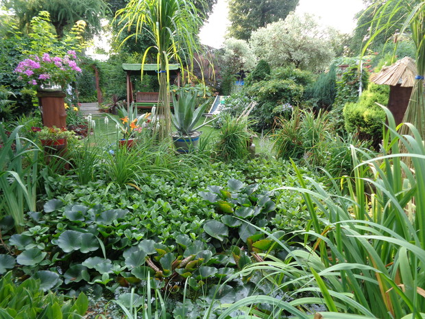 Fragment oczka wodnego. To jedno z moich ulubionych miejsc w
ogrodzie. 