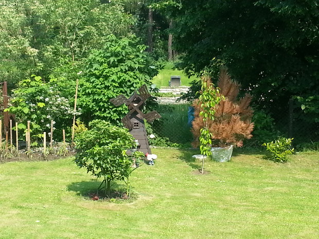 Fragment ogrodu za domem w czerwcu
Na zdjęciu widoczny jest fragment grządki obsadzonej papryką czerwoną, fioletową, chili cayenne oraz ostrą 'Koral', a także fragment jeżyny bezkolcowej, jabłoń karłowa, grusza azjatycka 'Hosui'. Ozdoby ogrodu dopełnia d