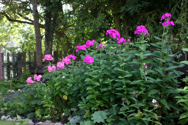 Godzinami mogę je wąchać, kiedy już nie ma bzów, jaśminu, lawendy, wiciokrzewu... Nasze nosy to też motyw przewodni dla ogrodu