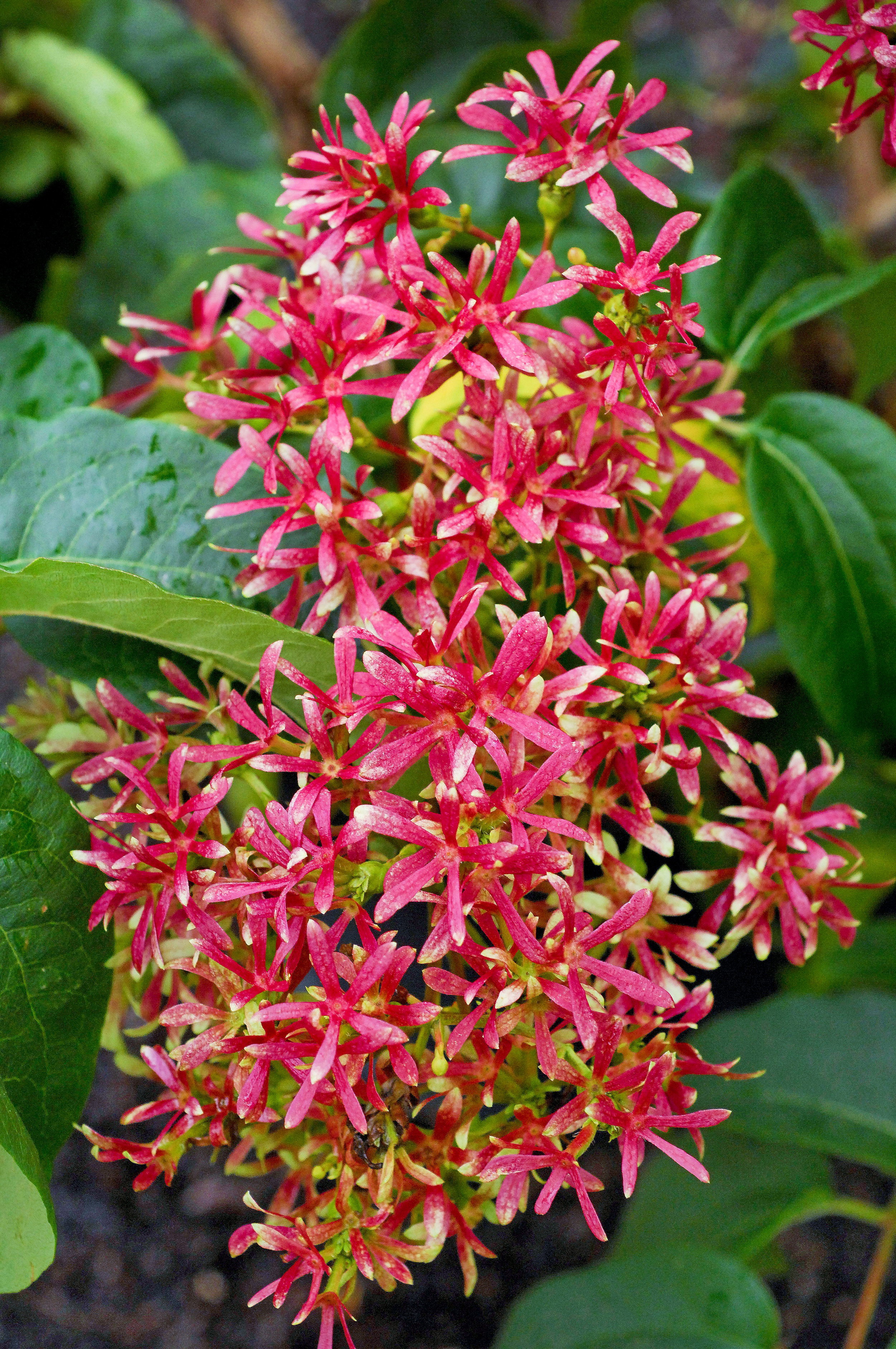 Heptacodium miconioides