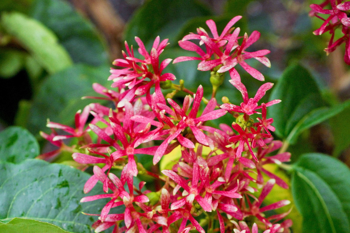 Heptacodium miconioides