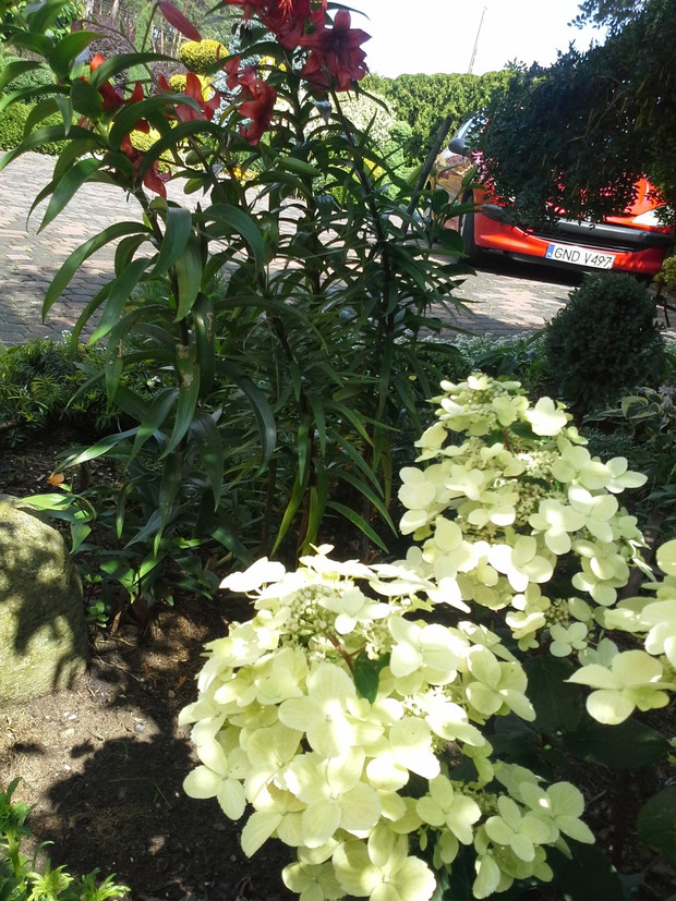 Hortensja bukietowa i lilje