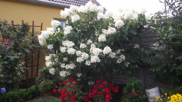 hortensja drzewiasta 