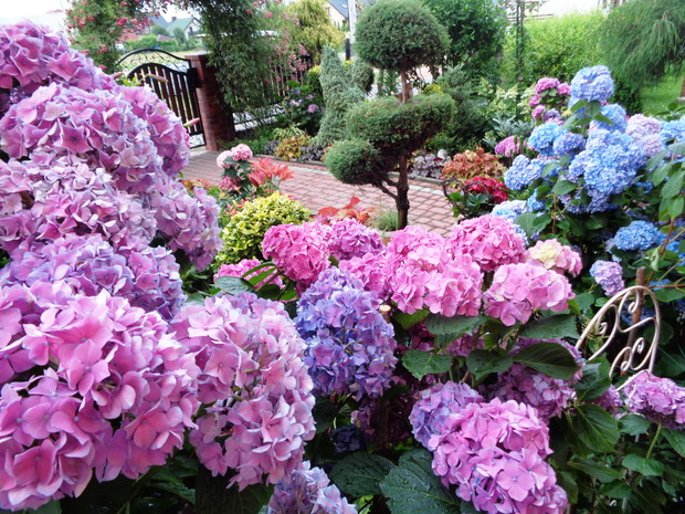 Hortensje w tym roku  cieszą nasze serca.