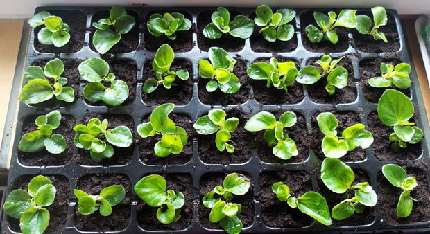 I jeszcze wysiewy - begonia 