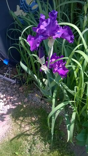 IRYSY FIOLETOWE KWITNĄCE WIOSNA POD TARASEM