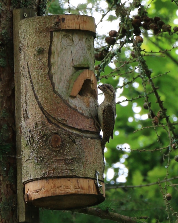Jak sikorka wyprowadziła małe, zagościł krętogłów