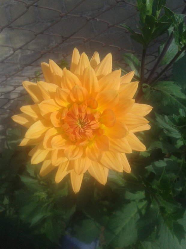 jedna z cudownych dalii "cieszących oko"