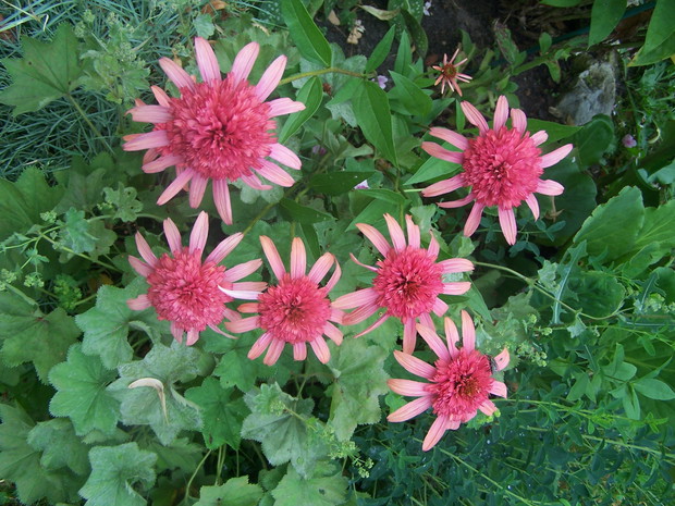 jedna z wielu jeżówek - dumy właścicielki ogrodu