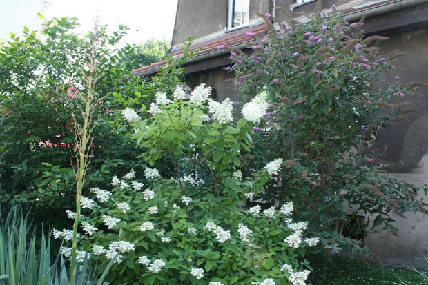Jeśli wiecie jak nazywa się ta odmiana hortensji obok motylego krzewu, napiszcie proszę. Kwiaty zmieniają kolor z białego na różowy. Jest podobna do hortensji bukietowej, ale to jakaś inna.