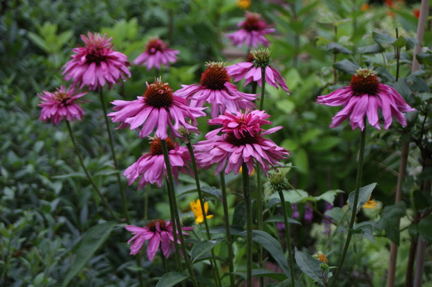 Jeżówki, nadchodzi jesień ...