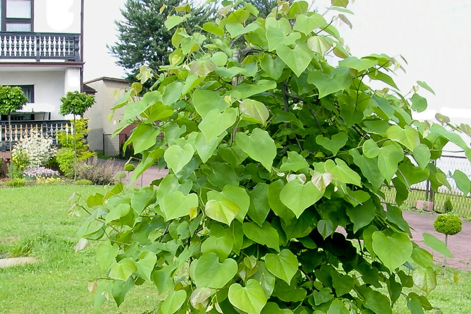 Judaszowiec kanadyjski