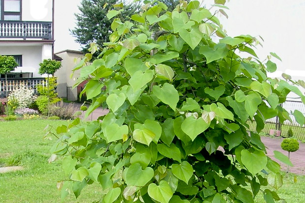 Judaszowiec kanadyjski