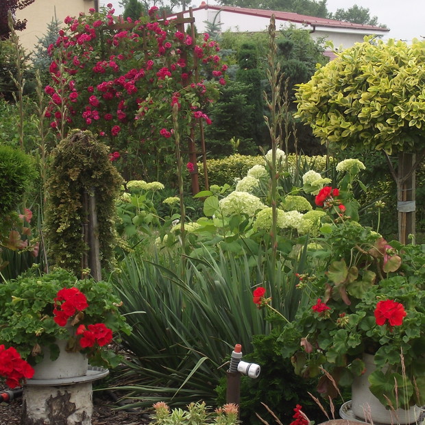 juki wśród hortensji 