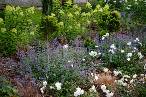 Kocimiętka i róże ustępują pola hortensjom. Nadchodzi ich czas.