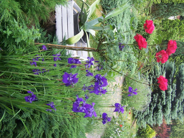 kosaciec syberyjski i róża pienna to doskonali sasiedzi