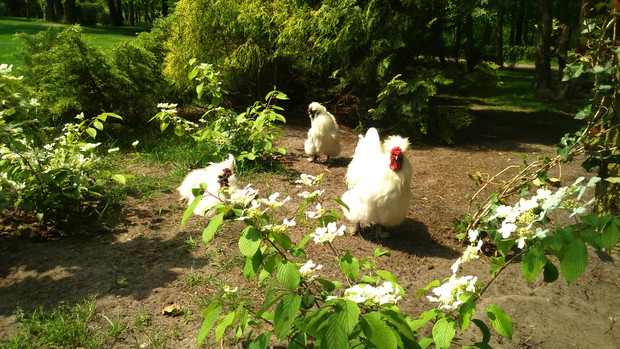 Kurki jedwabiste lubią wygrzewać się na słońcu