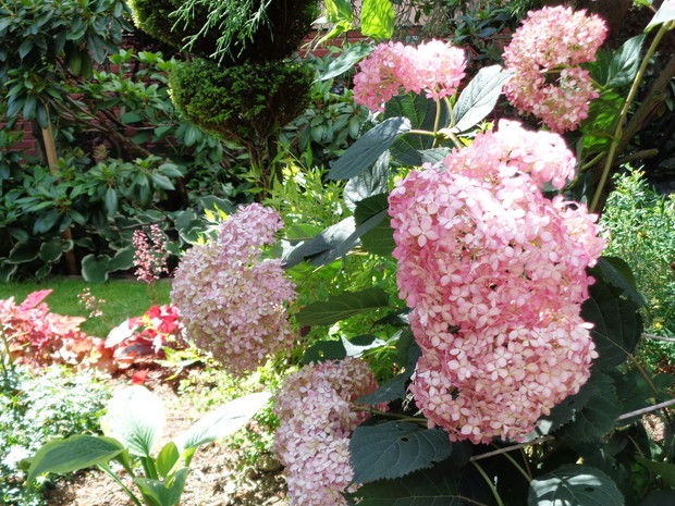 kuzynka hortensji białej Anabell