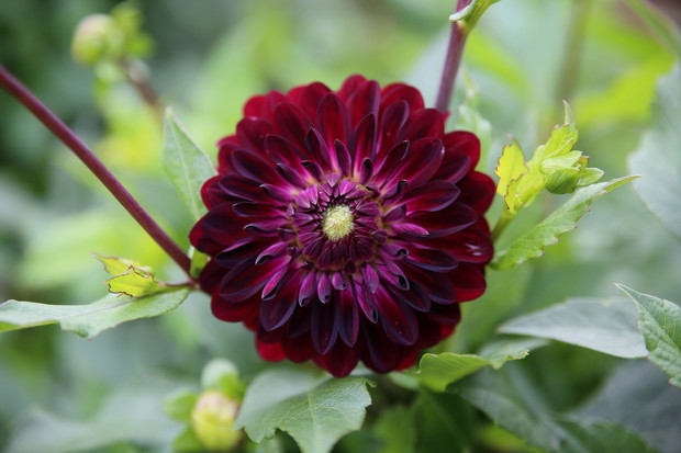 Kwiat dalii (zdj.: Fotolia.com)