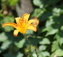 Kwiat liliowca (zdj.: Fotolia.com)