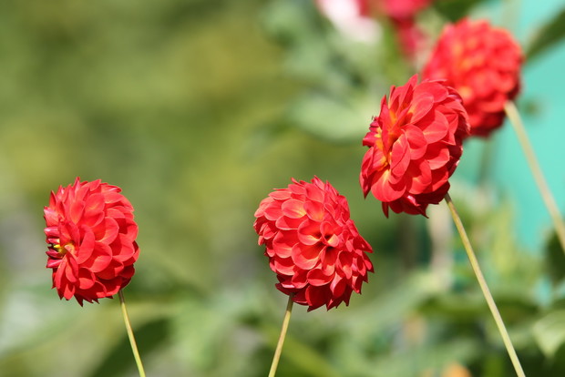 Kwiaty dalii (zdj.: Fotolia.com)