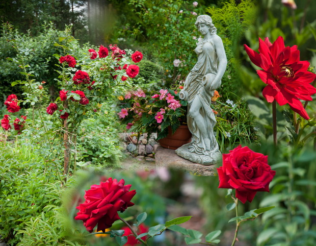 kwiaty w zbliżeniach 