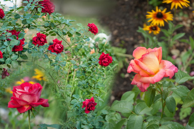 kwiaty w zbliżeniach 