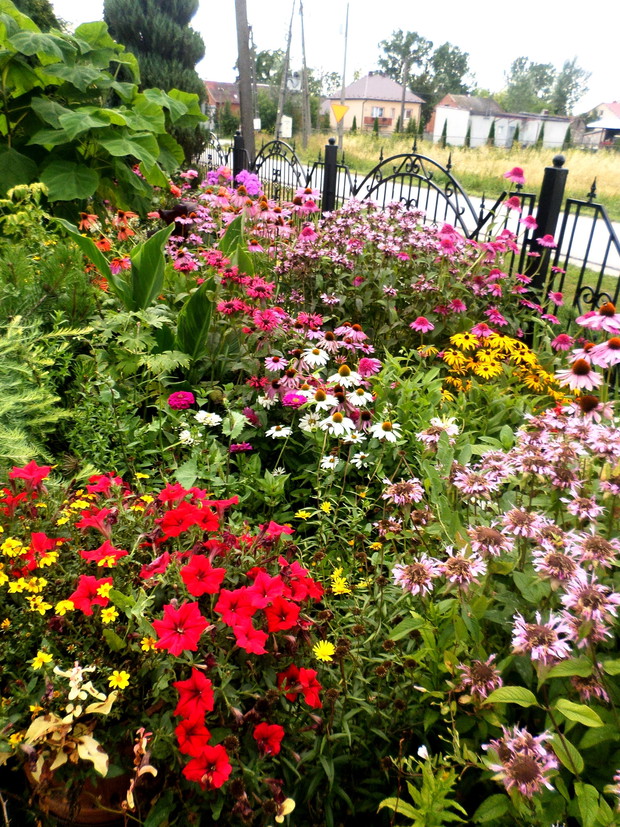 Kwietna rabata, tworzą ją głównie jeżówki, pysznogłówki i żółte rudbekie.