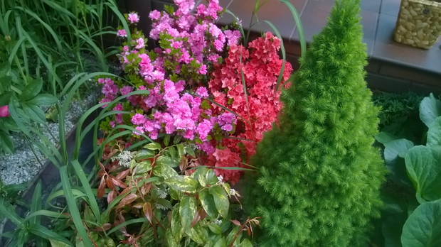 KWITNĄCY RÓŻANECZNIK WIOSNĄ POD TARASEM