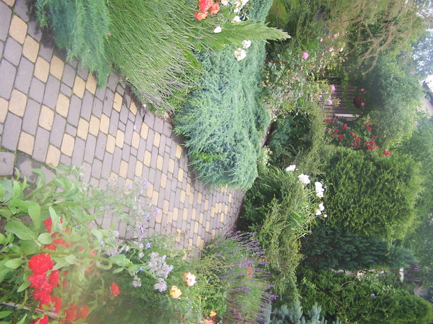 lawenda; jałowce i dziewanna