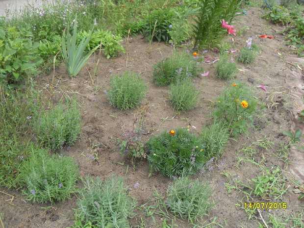 lawenda, moja ulubiona, czekam na odmianę różową i białą